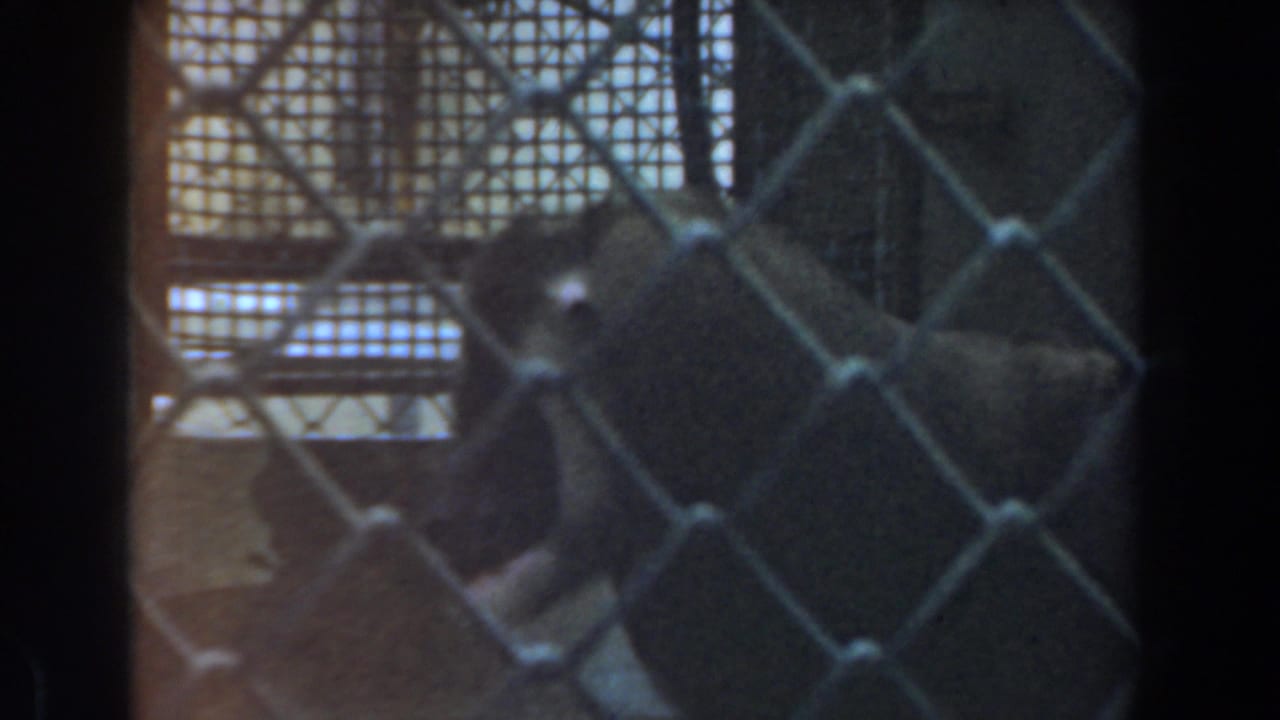 1961 Burbank 8mm frame with a baboon seated behind chain-link fencing inside a metal-mesh enclosure.