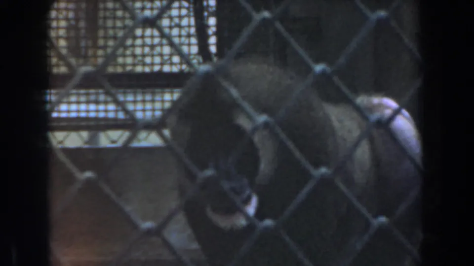 1961 Burbank 8mm frame of a baboon near the foreground fence, head lowered inside the enclosure.