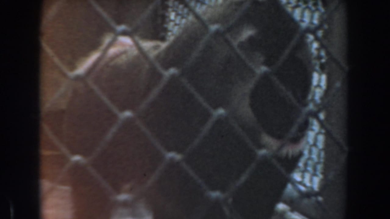 Baboon behind chain-link fencing with dark vertical enclosure bars.