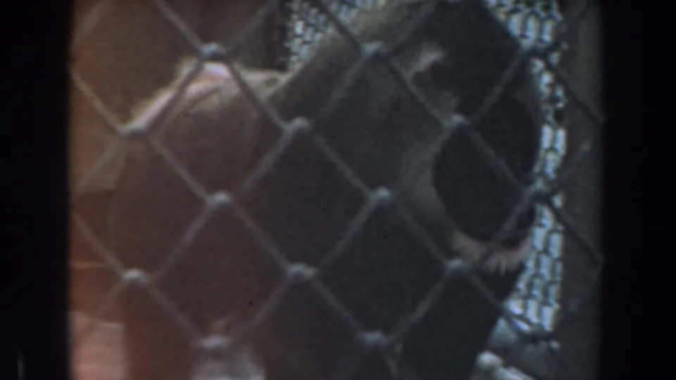 1961 Burbank 8mm frame showing a baboon partly obscured by chain-link fencing and dark enclosure supports.