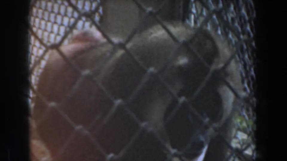 The baboon stands close to the fence in the 1961 Burbank footage, its face and body softened by the mesh foreground.