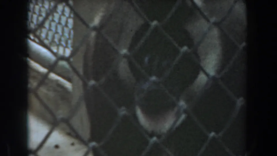 A darker 8mm frame shows the baboon moving within the fenced enclosure, seen through overlapping mesh and shadow.