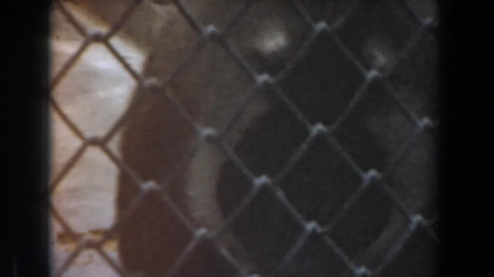 The final frame shows the baboon partly turned behind the chain-link fence, with warm faded color and soft 8mm grain.