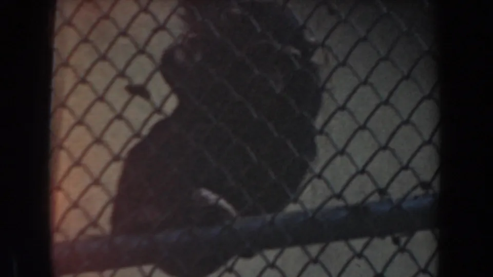 1961 Burbank frame showing a chimpanzee crouched near a branch behind chain-link fencing in a softly exposed enclosure view.