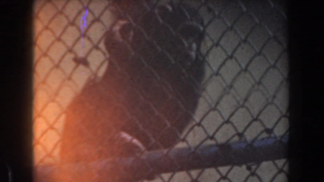 Dark primate behind chain-link fence with warm film flare at the left edge.