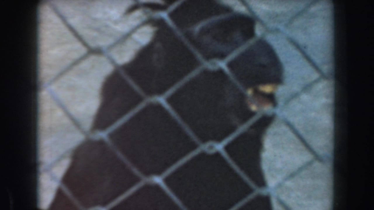 Primate behind chain-link fence with mouth partly open near the right side.