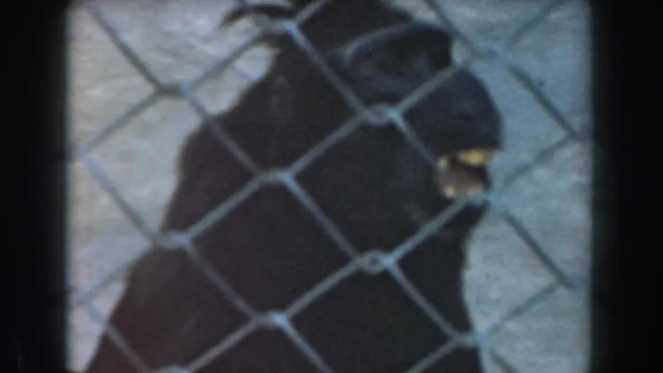 1961 Burbank frame of a dark primate close to a chain-link fence, its mouth partly open against a pale enclosure wall.