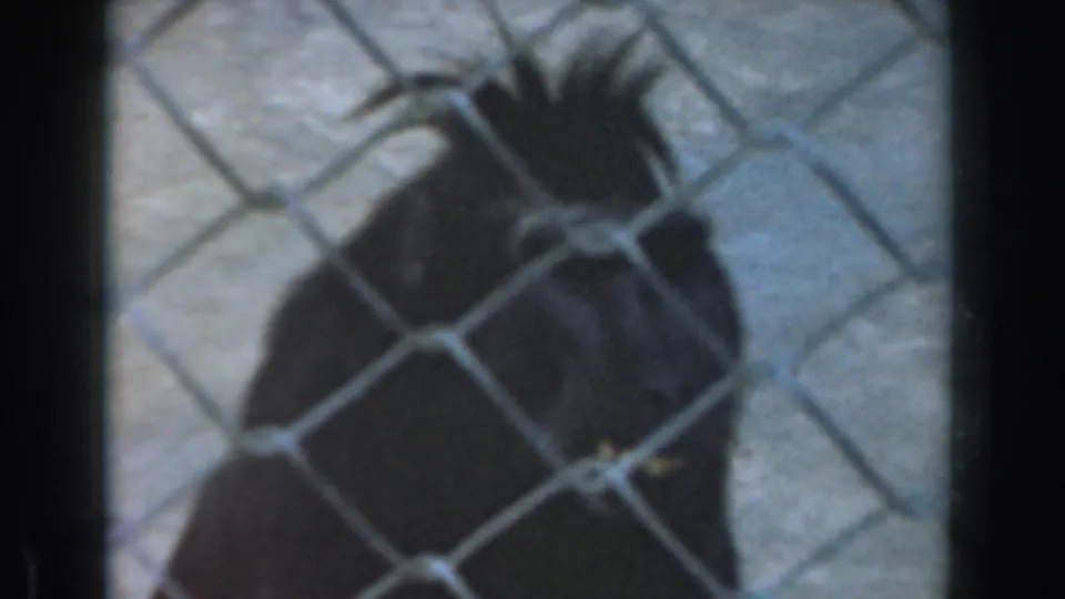 1961 Burbank zoo frame showing the primate facing forward through chain-link fencing, with raised head hair and a dim enclosure background.