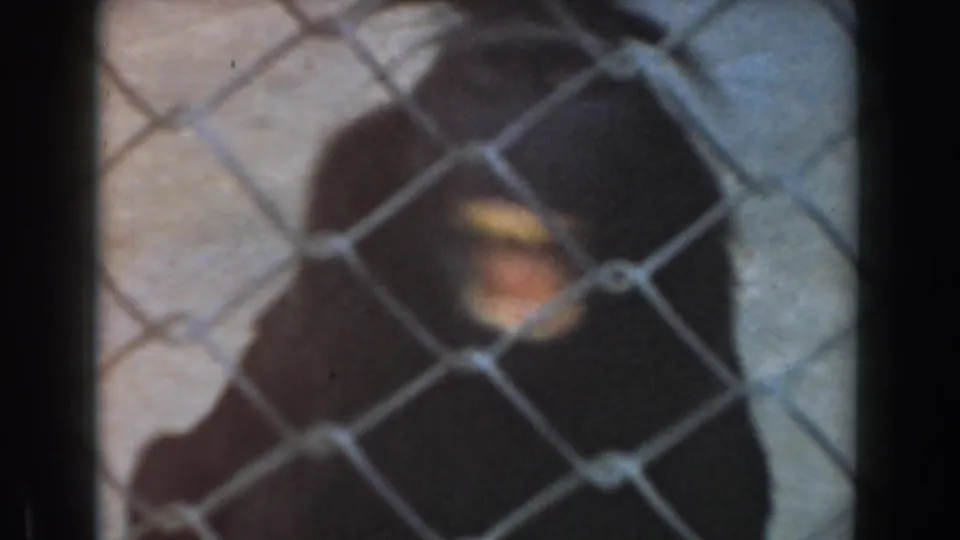 1961 Burbank frame of the captive primate behind chain-link fence, mouth wide open as if calling or yawning.
