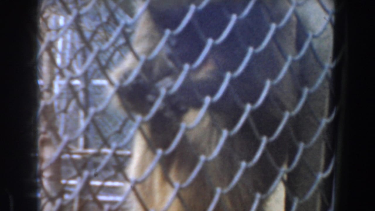 Brown monkey behind a chain-link fence in soft-focus 8mm footage.