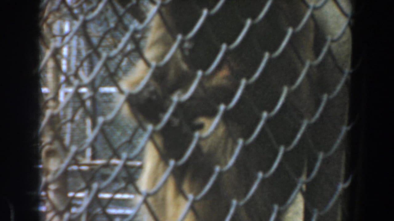 Monkey face and body partially hidden behind chain-link wire.