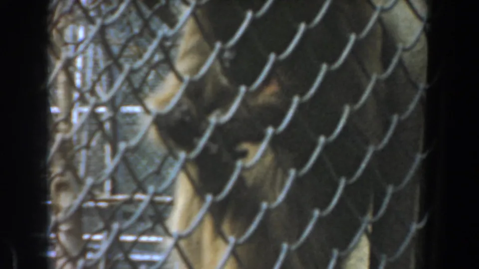 The monkey remains behind the fence, its face and shoulder visible through the diamond pattern of the enclosure wire.