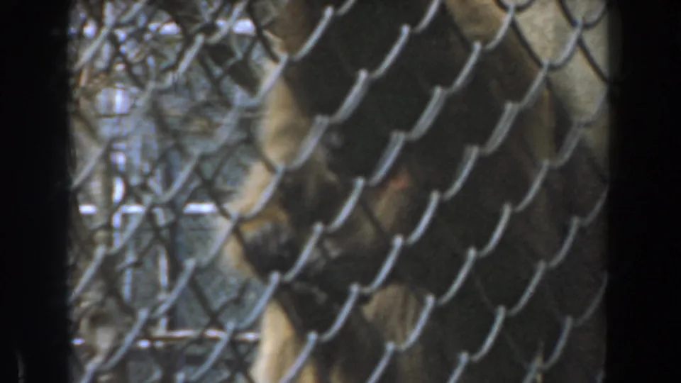 A brown monkey appears close to the chain-link fence, with its face partly lowered and obscured by the mesh.