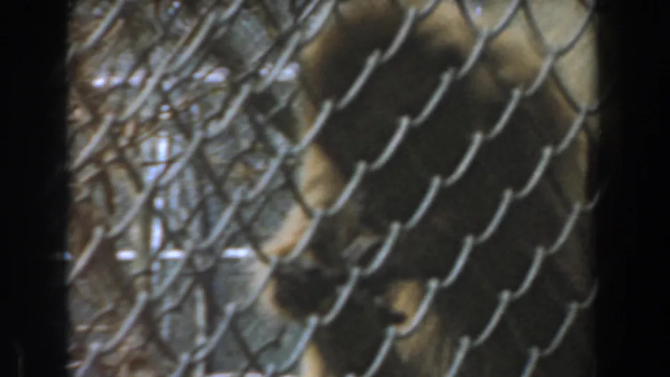 The monkey is partially framed by chain-link fencing, with soft 8mm blur and dim enclosure details behind it.