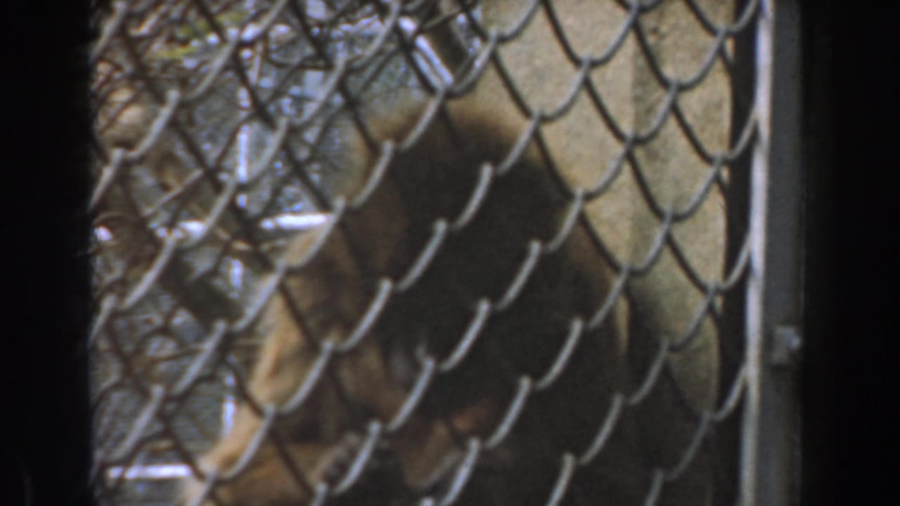 Orangutan partly visible behind chain-link fencing and dark enclosure posts.