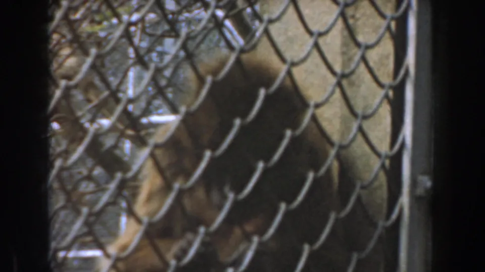 1961 Burbank zoo home-movie frame showing an orangutan sitting behind chain-link mesh and vertical cage framing.