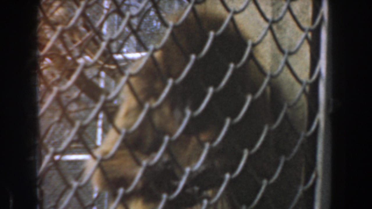 Orangutan seated behind chain-link mesh, framed by dark bars and shadows.