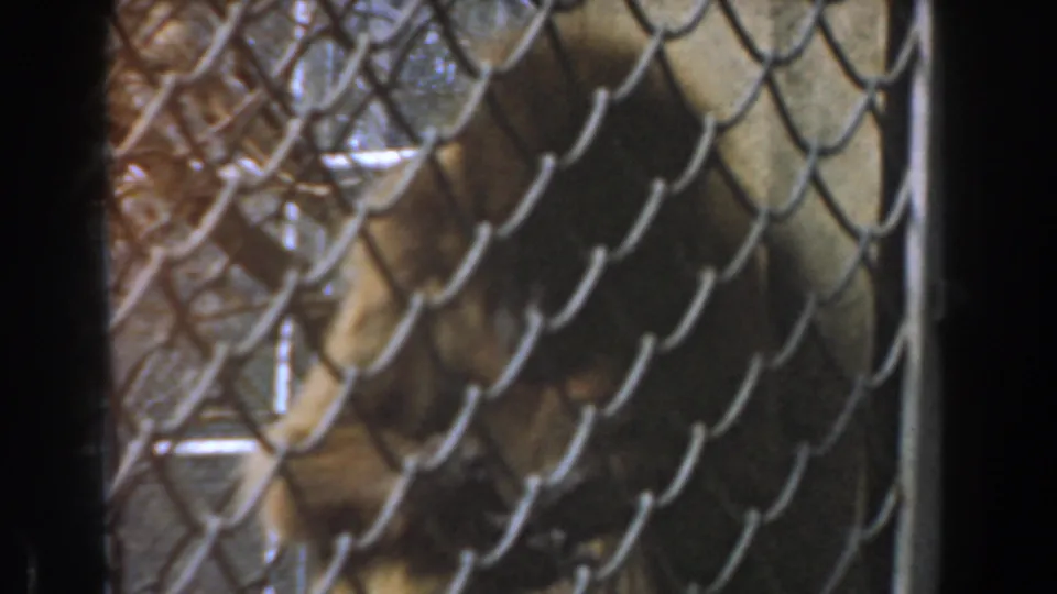 Orangutan behind a zoo cage fence in Burbank, California, with soft 8mm color and shadowed enclosure details.