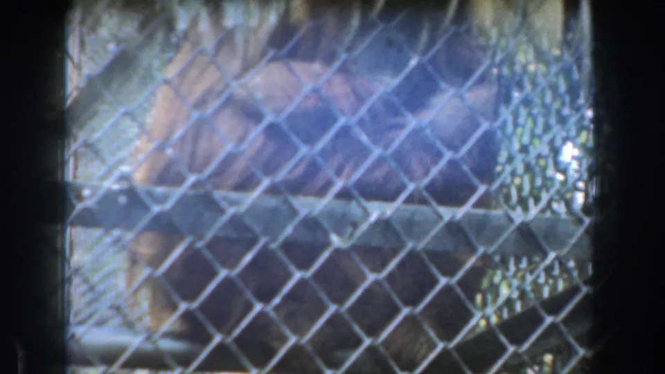 Soft, flare-affected 8mm frame of the orangutan behind chain-link fencing during the Burbank zoo visit.