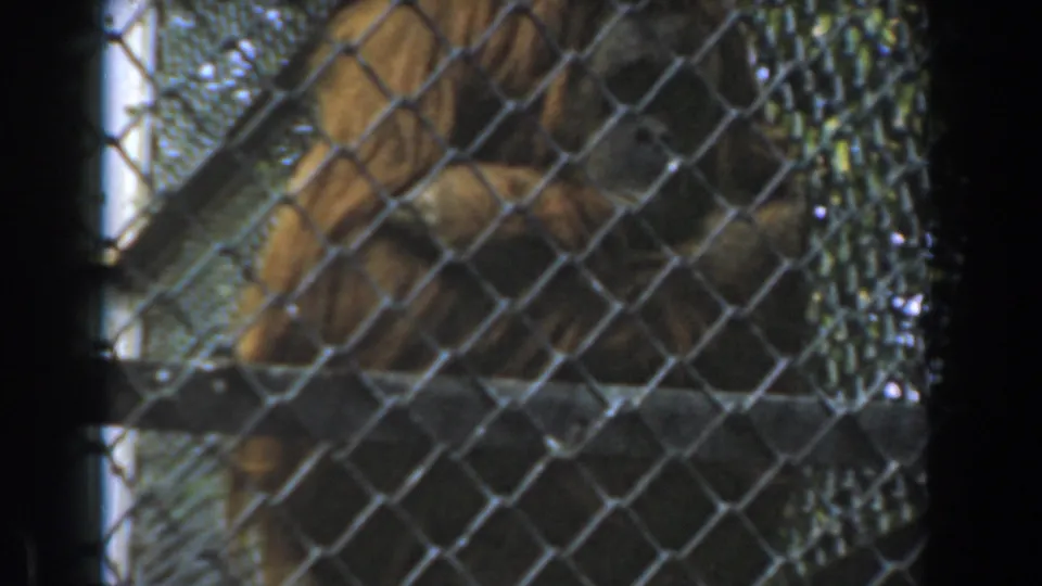 1961 home-movie frame of an orangutan seated behind chain-link mesh, with enclosure shadows and handheld framing.