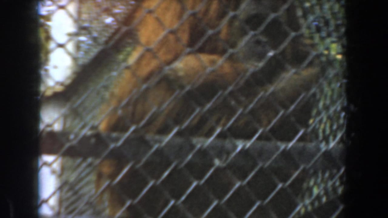 Orangutan partly visible behind chain-link fencing in a zoo enclosure.