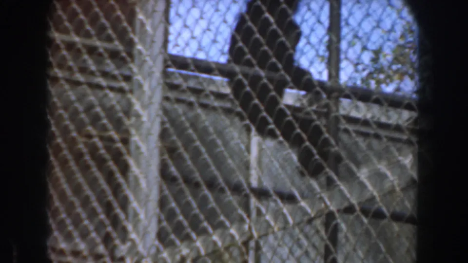 In 1961 Burbank zoo footage, the orangutan sits behind chain-link fencing on a concrete ledge in the enclosure.