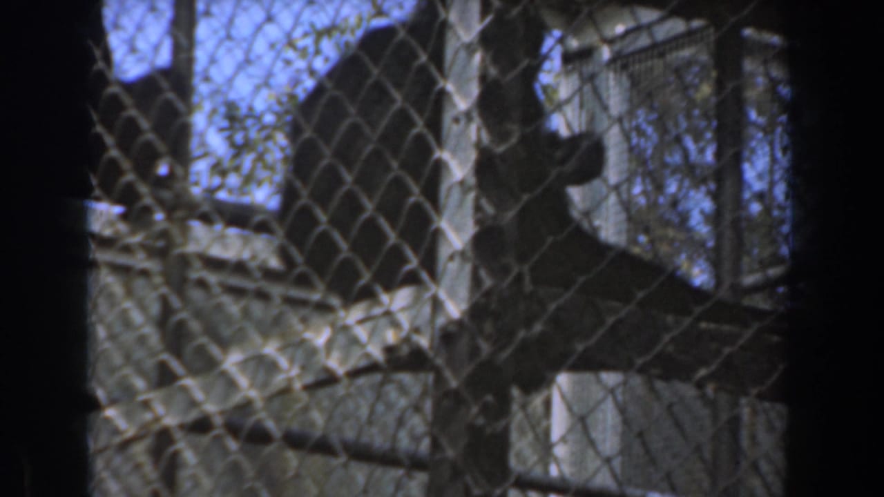 A chimpanzee appears inside a chain-link enclosure in 1961 Burbank footage, partly obscured by fencing, trees, and shadow.