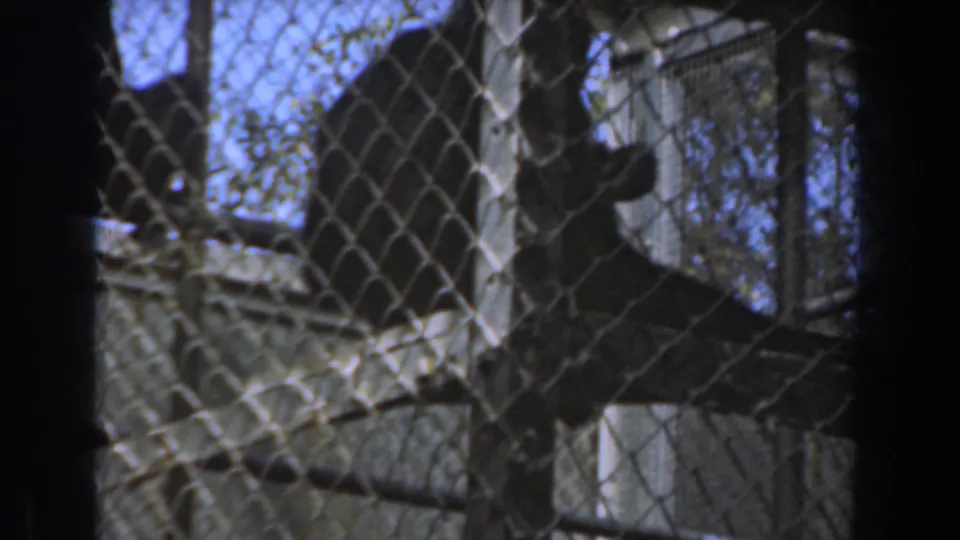 A chimpanzee appears inside a chain-link enclosure in 1961 Burbank footage, partly obscured by fencing, trees, and shadow.