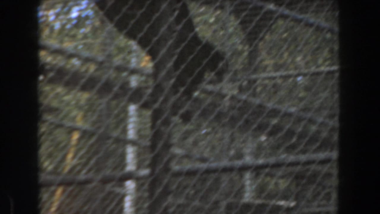 Chain-link enclosure with tree branches and a dark central film edge.