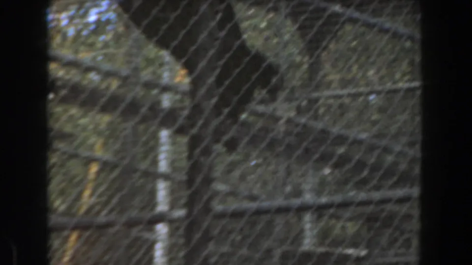 The enclosure remains in view with chain-link fencing, branches, and sky, while the chimpanzee is mostly obscured by shadow and framing.