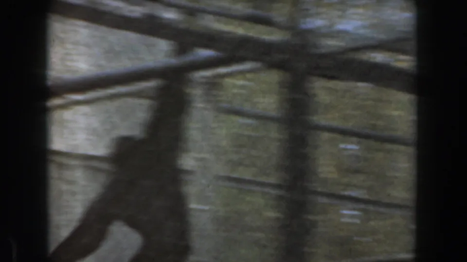 A dark chimpanzee silhouette moves low in the frame behind soft fence shadows in the Burbank 1961 zoo enclosure footage.