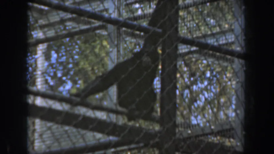 A chimpanzee is partly visible behind chain-link fencing and branches in the 1961 Burbank zoo enclosure footage.