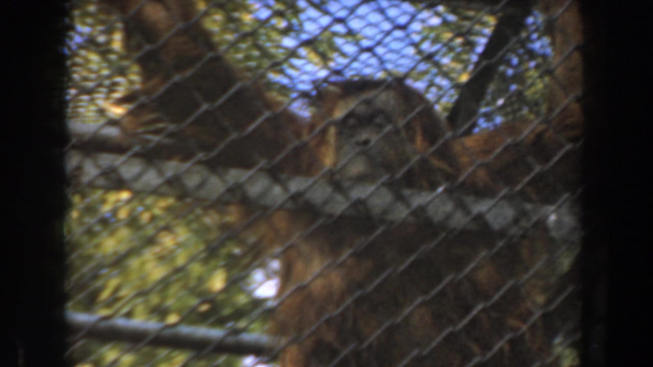 A brown-furred primate appears behind chain-link mesh in a Burbank zoo enclosure, filmed on 8mm in 1961.