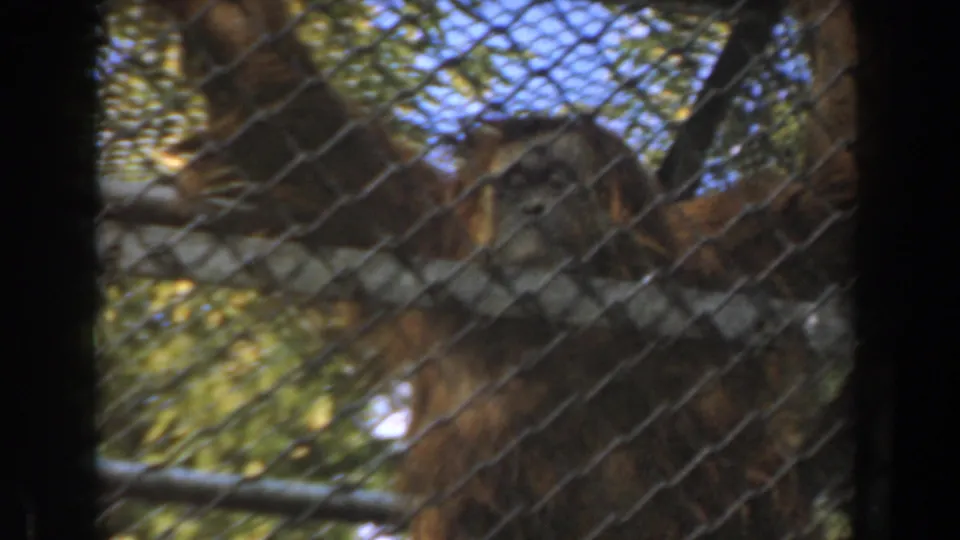 A brown-furred primate appears behind chain-link mesh in a Burbank zoo enclosure, filmed on 8mm in 1961.