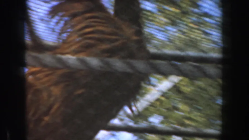 The primate moves along bars behind mesh, with brown fur and enclosure rails filling the 1961 Burbank zoo frame.