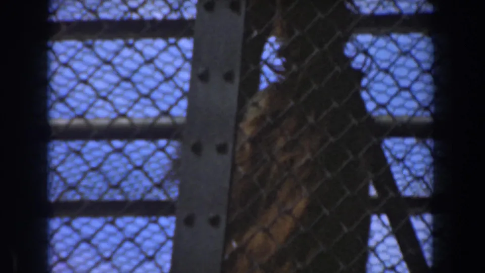 A brown-furred primate climbs within the chain-link enclosure, partly obscured by bars and metal supports in the zoo footage.