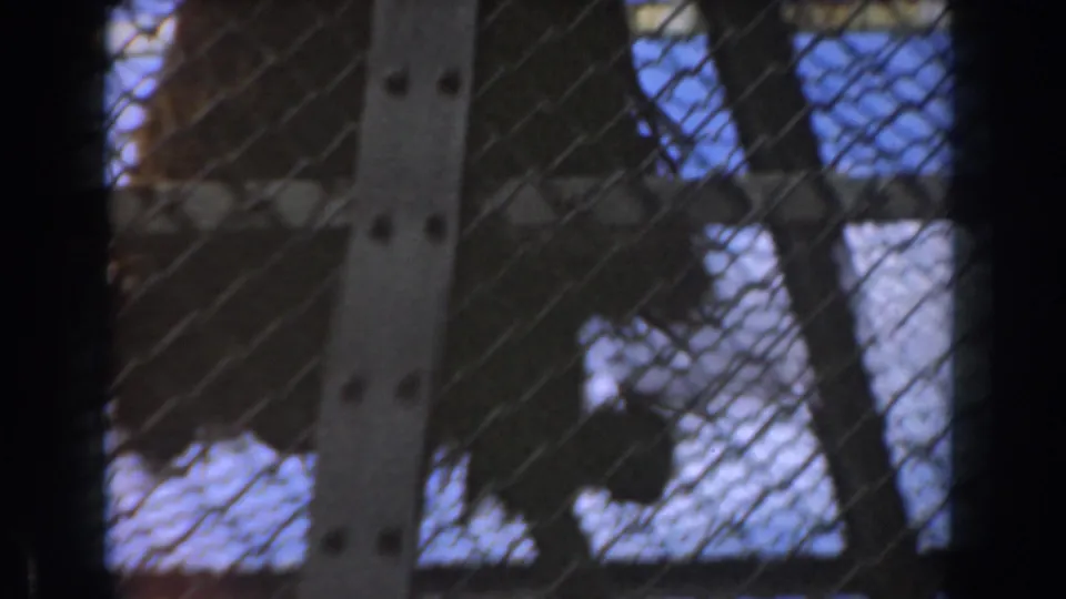 The primate is partly hidden by cage mesh and metal posts as it moves through the outdoor Burbank zoo enclosure.