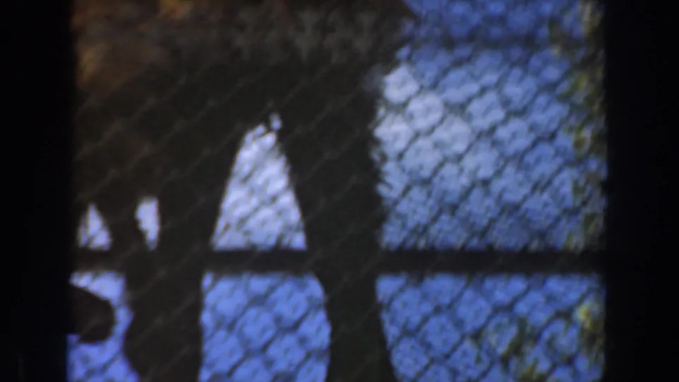 A chimpanzee appears behind chain-link fencing and metal beams in a 1961 Burbank zoo enclosure.
