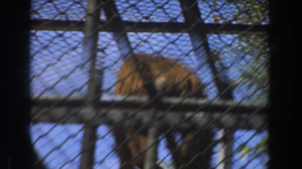 A chimpanzee crouches on an elevated metal beam behind chain-link fence in the Burbank zoo footage.
