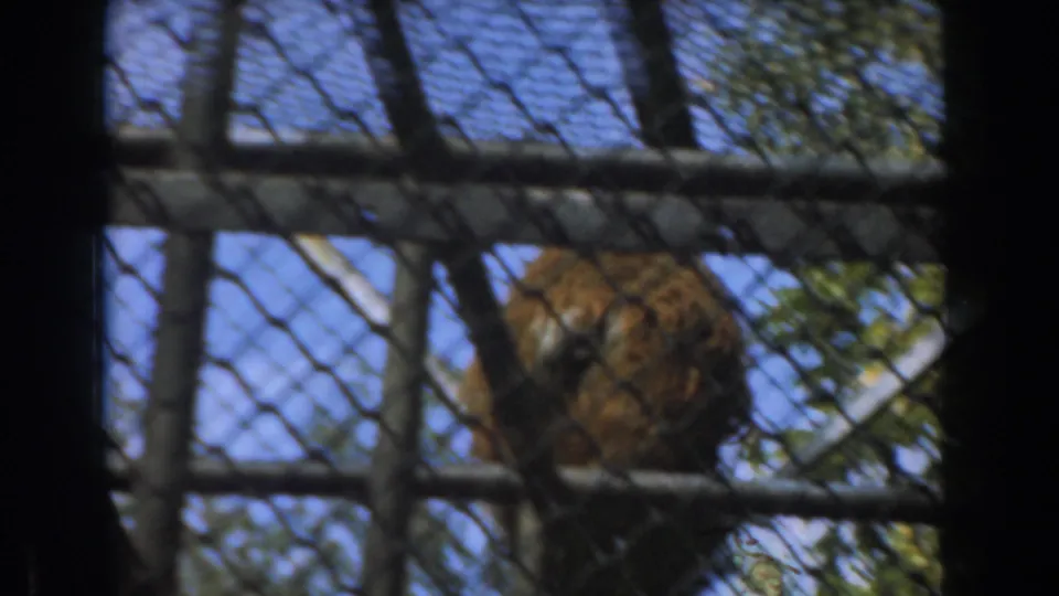 A chimpanzee is partly obscured by chain-link fencing and metal beams in the 1961 zoo enclosure scene.