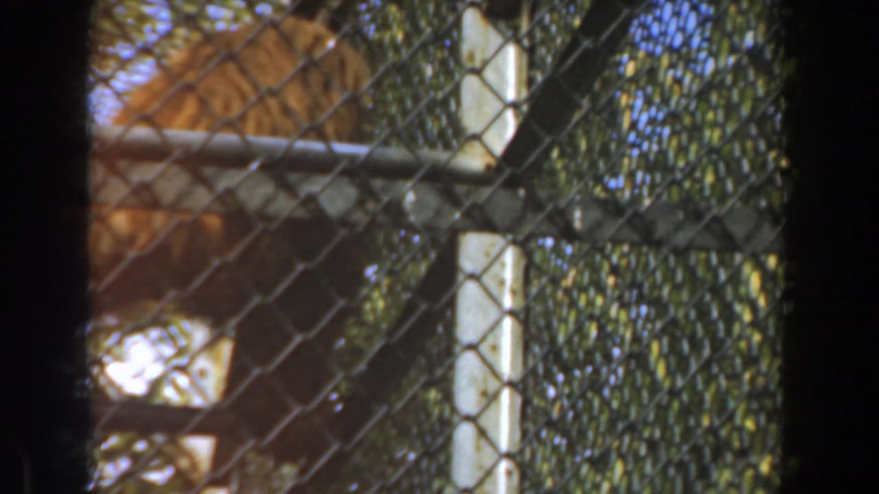 In Burbank, California, 1961, a gorilla costume figure appears behind chain-link fencing in a sunlit outdoor enclosure.