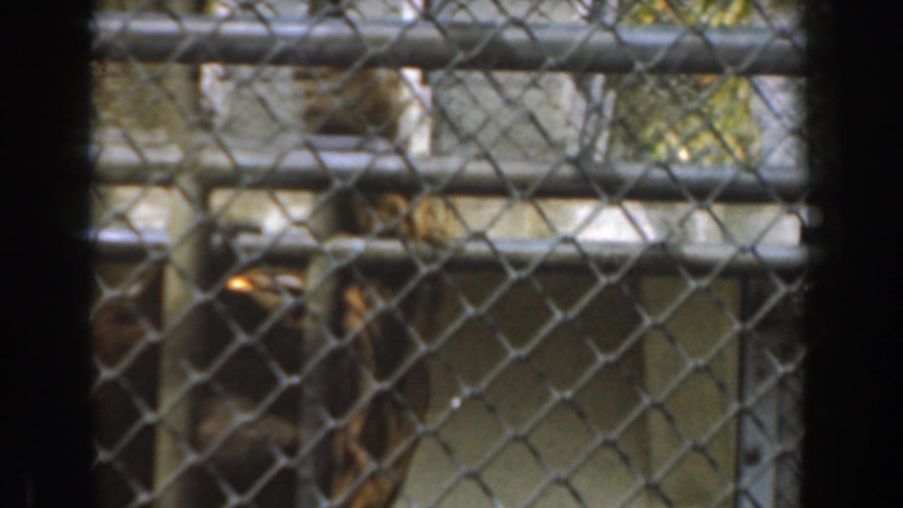 Gorilla costume figure climbing near rails behind chain-link mesh.