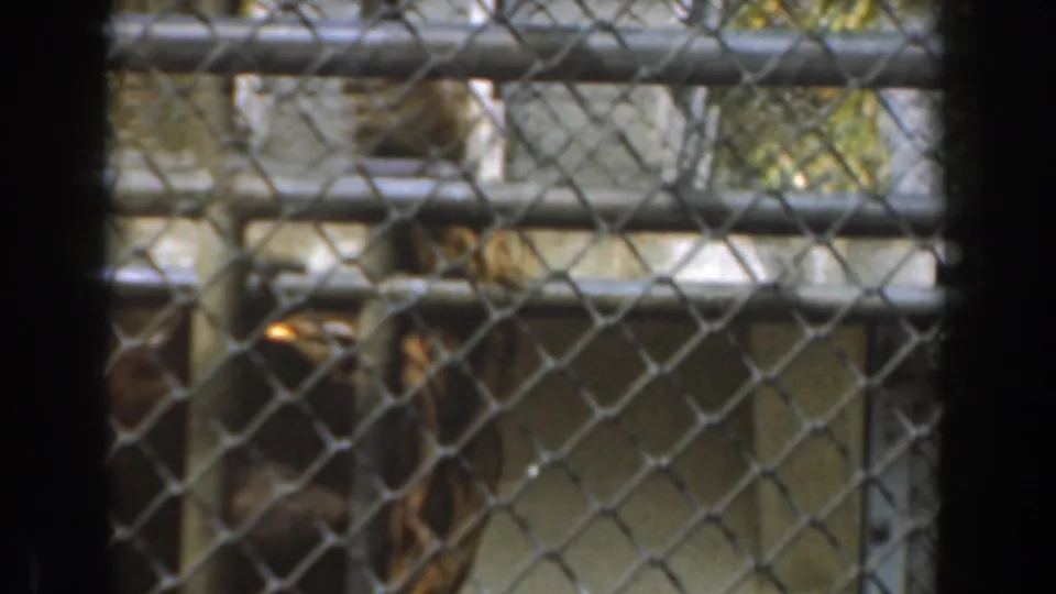 The 1961 Burbank footage shows the gorilla costume figure higher in the fenced enclosure, partly obscured by mesh and railings.