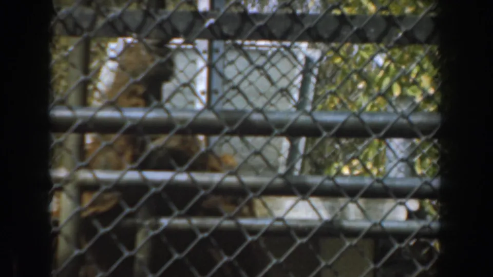 The frame holds on the chain-link enclosure as the gorilla costume figure is partly visible near the left edge amid rails and sunlit trees.