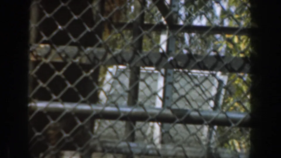 The costumed gorilla figure remains behind the chain-link fence in the Burbank 1961 scene, framed by railings, posts, and dappled light.