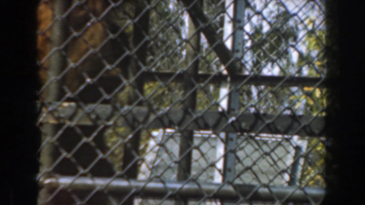 Hairy primate behind chain-link fencing in a zoo enclosure with foliage beyond.