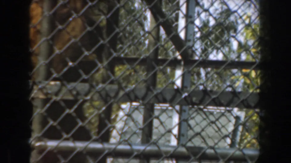 1961 Burbank home-movie frame showing a hairy primate partly obscured behind chain-link fencing and metal rails.