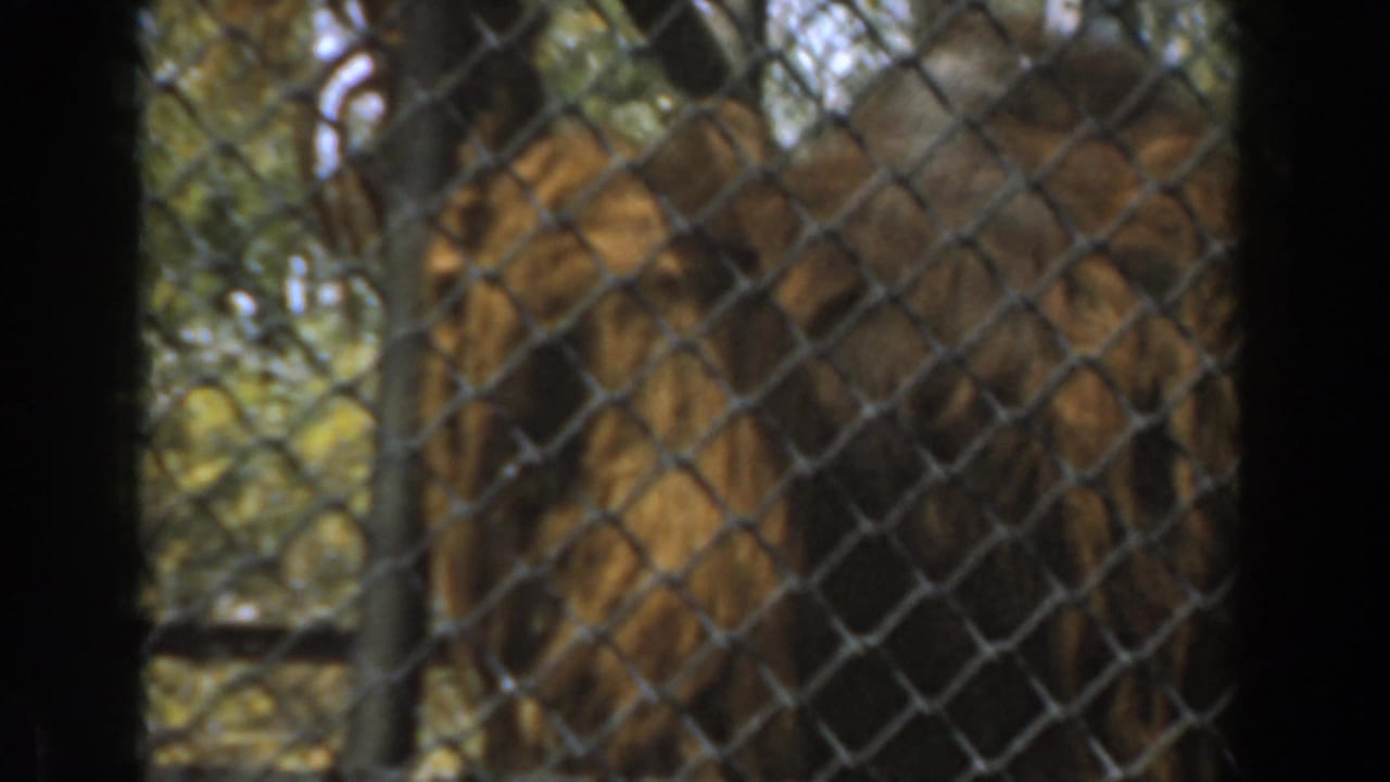 Primate form near the right side of a chain-link zoo enclosure.