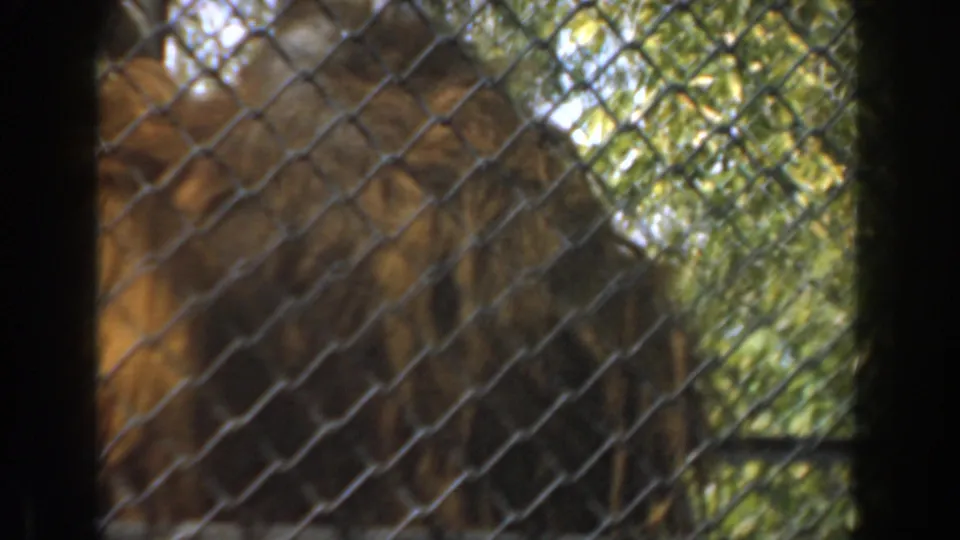 Visitor-shot 8mm view of a hairy primate close to the fence in a Burbank zoo enclosure, with foliage in the background.