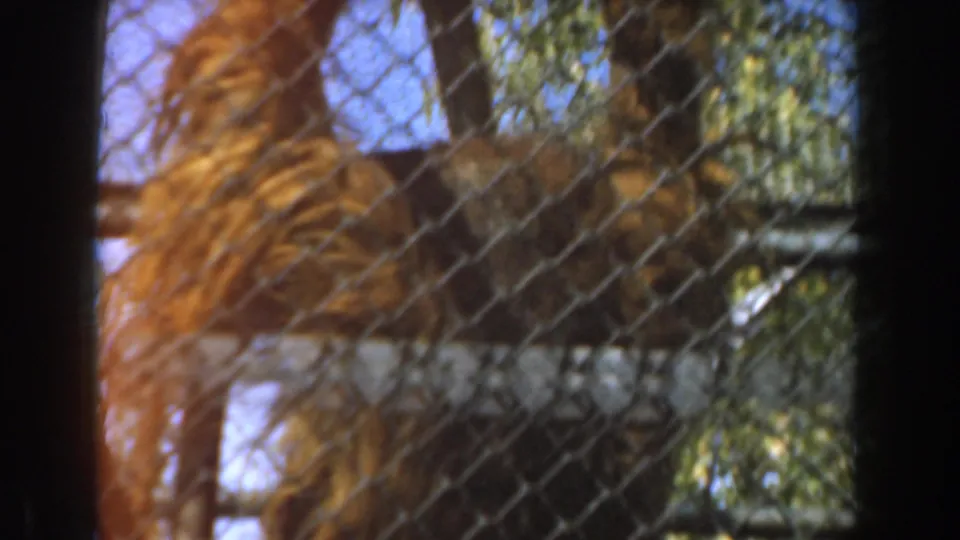 A hairy primate appears to hang or lean inside a chain-link zoo enclosure, filmed in warm 1961 Burbank 8mm color.